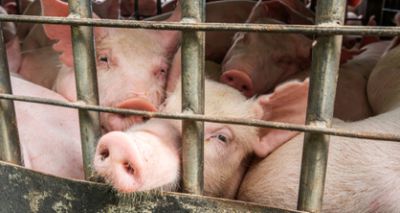 Government launches action plan for animal welfare